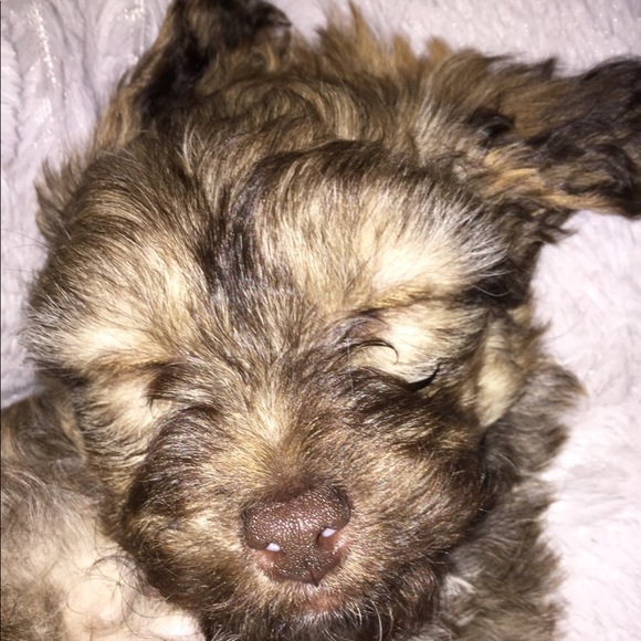 Meet your Posher, Genessis - Picture 1 of 1